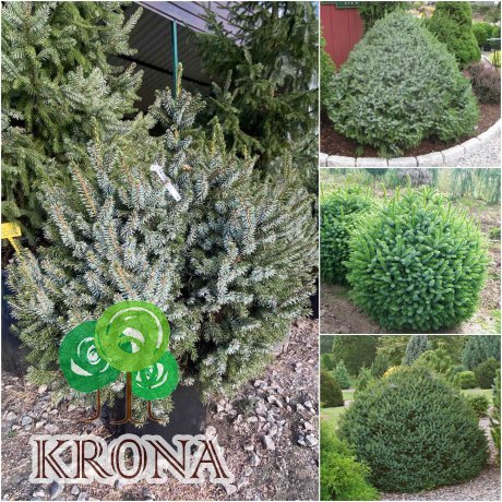 Саджанці купити Ялина сербська (Picea omorika) "Nana" / H 80-90 см / ком