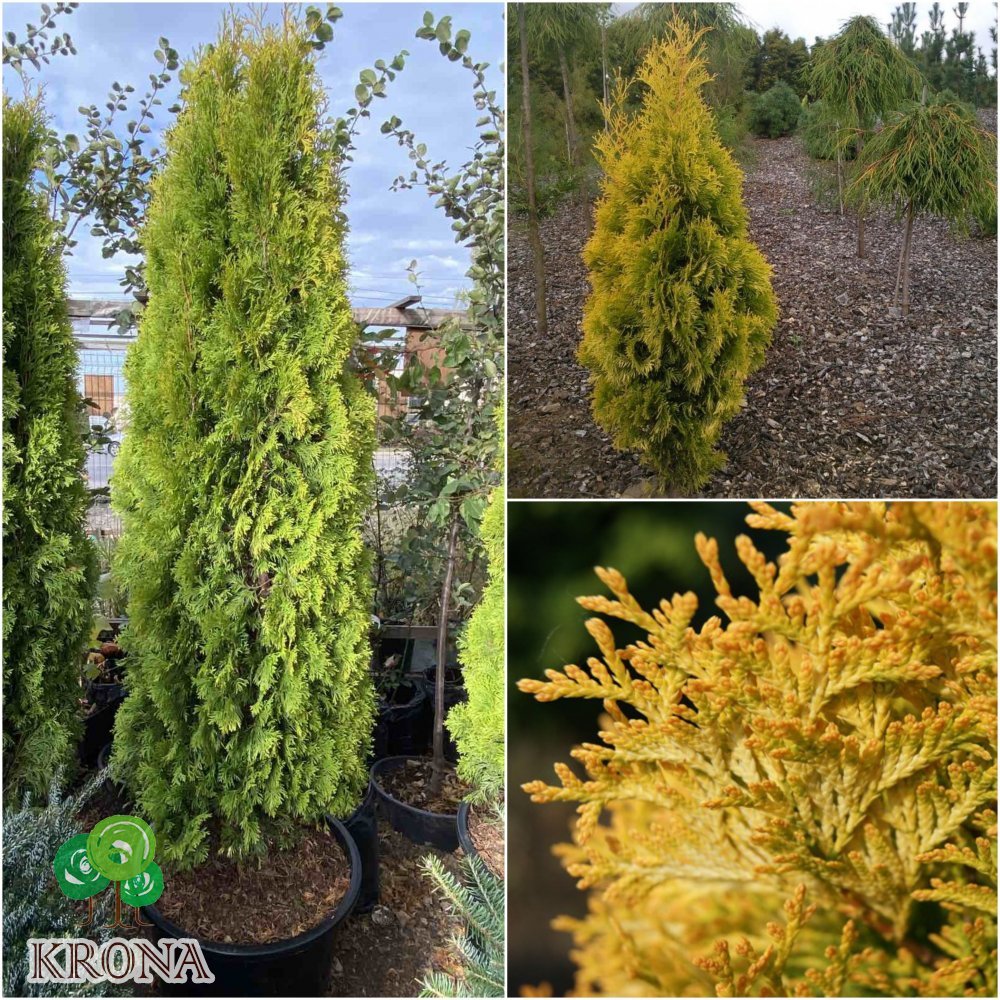 Саджанці купити Туя західна (Thuja occidentalis) "Jantar"/Н 190-200 см/кому