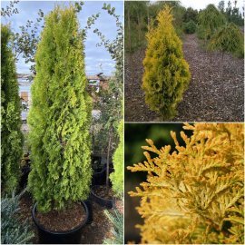 Туя західна (Thuja occidentalis) "Jantar"/Н 190-200 см/кому