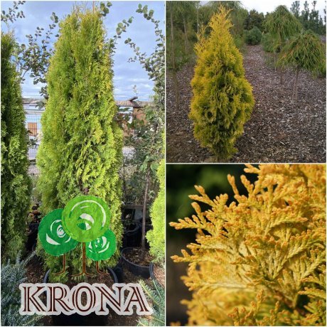 Саджанці купити Туя західна (Thuja occidentalis) "Jantar"/Н 190-200 см/кому