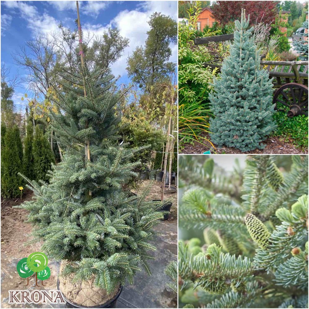 Саджанці купити Ялиця корейська (Abies koreana) Glauca /H 120 см+/ ком