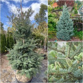 Ялиця корейська (Abies koreana) Glauca /H 120 см+/ ком