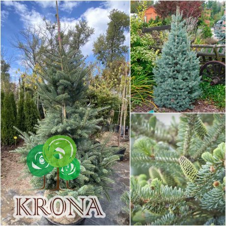 Саджанці купити Ялиця корейська (Abies koreana) Glauca /H 120 см+/ ком