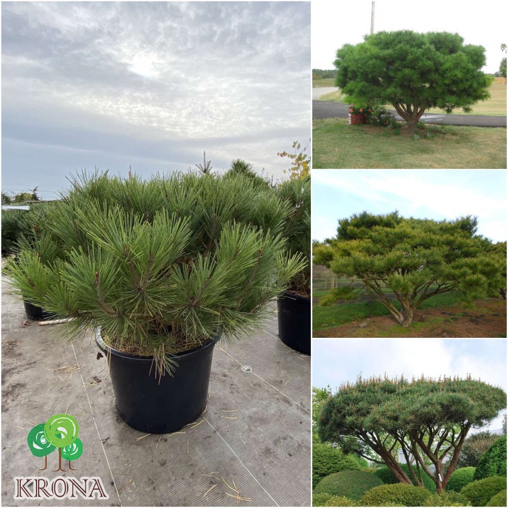 Саджанці купити Сосна густоквіткова (Pinus parviflora) "Umbraculifera"/Н 100-120 см/кому