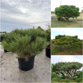 Сосна густоквіткова (Pinus parviflora) "Umbraculifera"/Н 100-120 см/кому