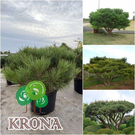 Саджанці купити Сосна густоквіткова (Pinus parviflora) "Umbraculifera"/Н 100-120 см/кому