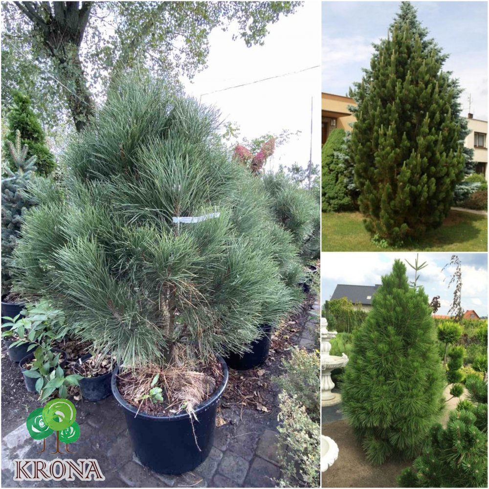 Саджанці купити Сосна чорна (Pinus nigra) "Pyramidalis" / H 100-120 см / ком