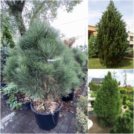 Сосна чорна (Pinus nigra) "Pyramidalis" / H 100-120 см / ком