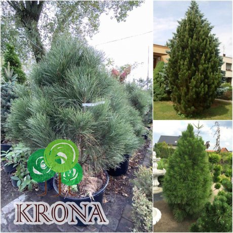 Саджанці купити Сосна чорна (Pinus nigra) "Pyramidalis" / H 100-120 см / ком