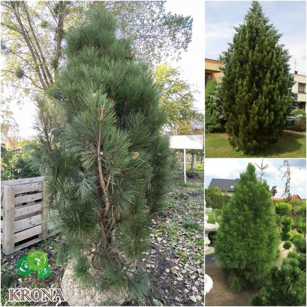 Саджанці купити Сосна чорна (Pinus nigra) "Pyramidalis" / H 230-300 см / ком