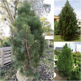 Сосна чорна (Pinus nigra) "Pyramidalis" / H 230-300 см / ком
