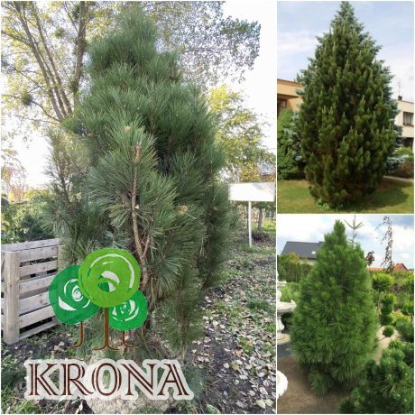 Саджанці купити Сосна чорна (Pinus nigra) "Pyramidalis" / H 230-300 см / ком