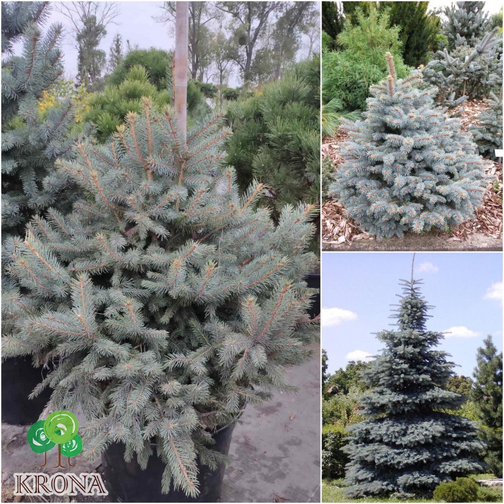 Саджанці купити Ялина колюча блакитна (Picea pungens f.glauca) "Misty blue" / H 100-120 см / ком