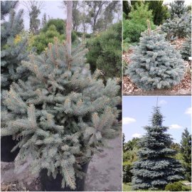 Ялина колюча блакитна (Picea pungens f.glauca) "Misty blue" / H 100-120 см / ком