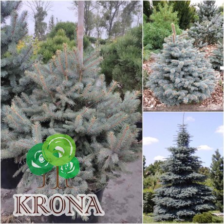 Саджанці купити Ялина колюча блакитна (Picea pungens f.glauca) "Misty blue" / H 100-120 см / ком