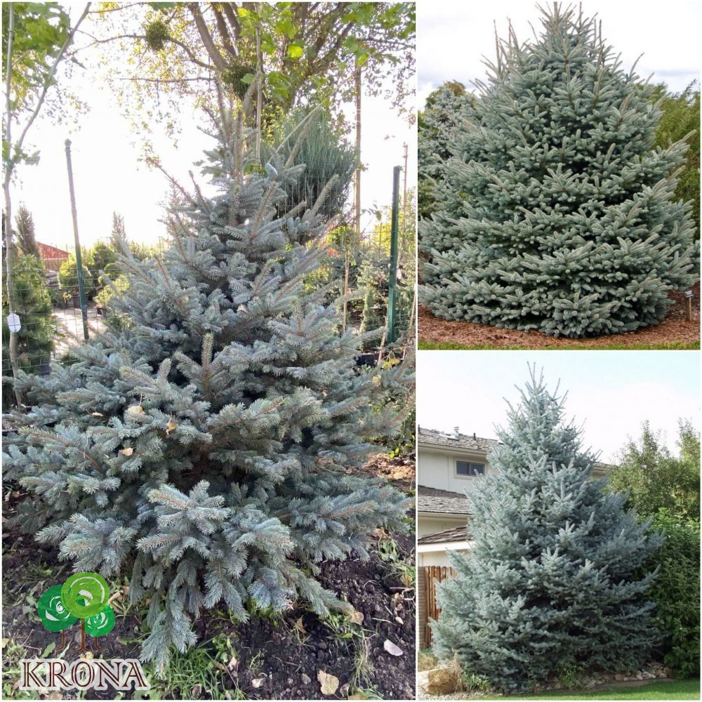 Саджанці купити Ялина колюча (Picea pungens) "Fat Albert" / H 200 см / ком