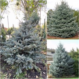 Ялина колюча (Picea pungens) "Fat Albert" / H 200 см / ком