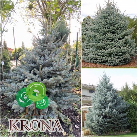 Саджанці купити Ялина колюча (Picea pungens) "Fat Albert" / H 200 см / ком