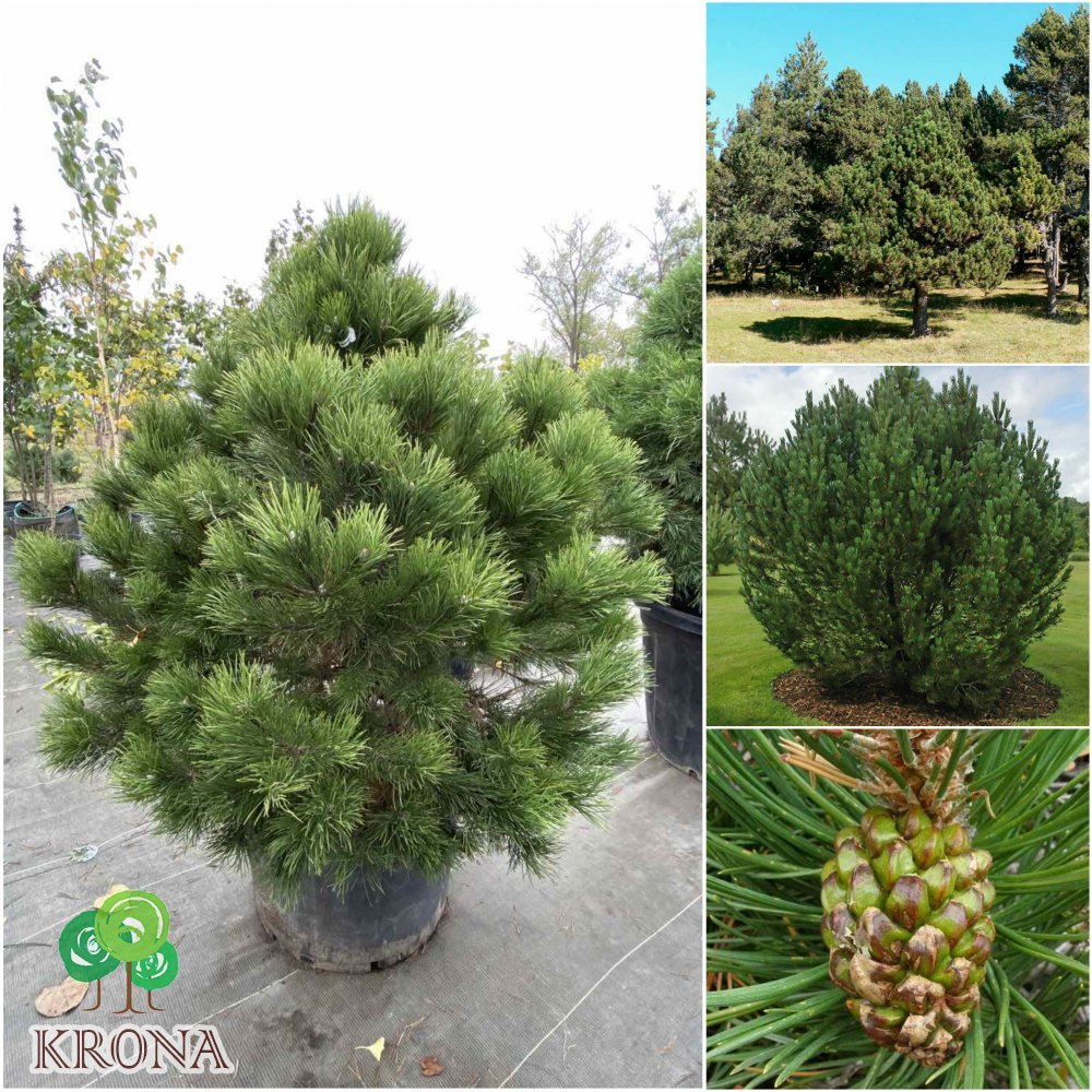 Саджанці купити Сосна пиренейская/ крючковатая (Pinus uncinata) /Н 100-120 см/ ком