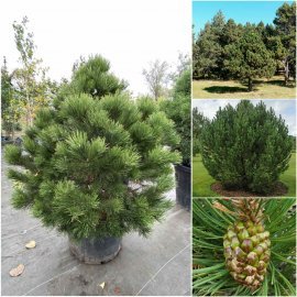Сосна пиренейская/ крючковатая (Pinus uncinata) /Н 100-120 см/ ком