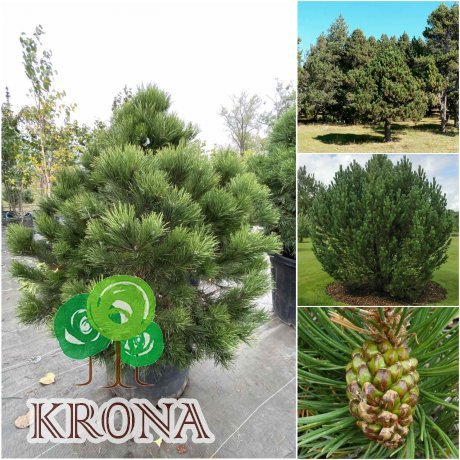 Саджанці купити Сосна пиренейская/ крючковатая (Pinus uncinata) /Н 100-120 см/ ком