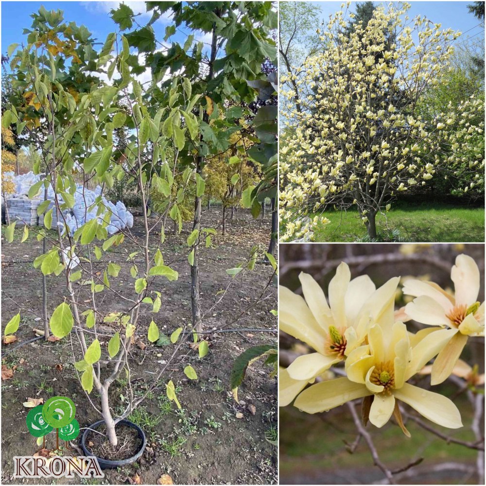 Саджанці купити Магнолія бруклінська (Magnolia brooklynensis) "Butterfly"/Н 220 см/контейнер