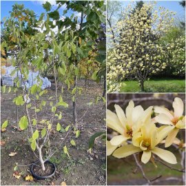 Магнолія бруклінська (Magnolia brooklynensis) "Butterfly"/Н 220 см/контейнер