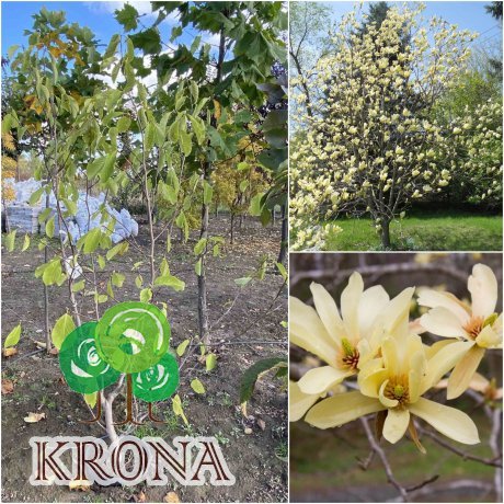 Саджанці купити Магнолія бруклінська (Magnolia brooklynensis) "Butterfly"/Н 220 см/контейнер
