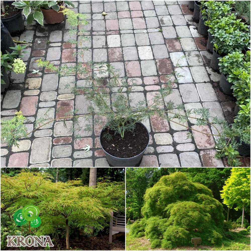 Саджанці купити Клен віяловий (Acer palmatum dissectum) /Н 80 см/контейнер C5 L