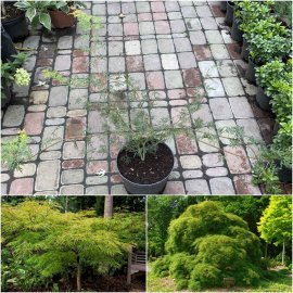 Клен віяловий (Acer palmatum dissectum) /Н 80 см/контейнер C5 L Клен віяловий (Acer palmatum dissectum) /Н 80 см/контейнер C5 L