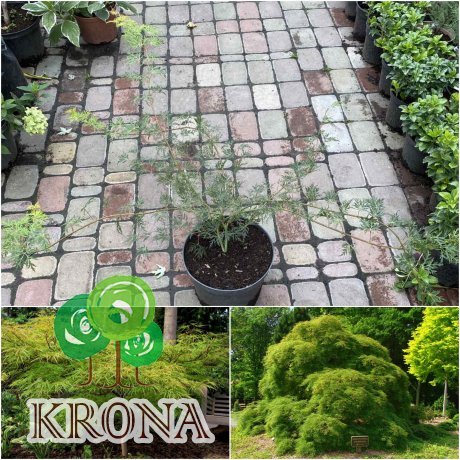 Саджанці купити Клен віяловий (Acer palmatum dissectum) /Н 80 см/контейнер C5 L