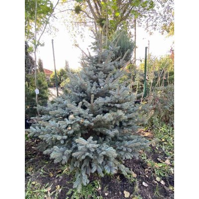 Саджанці купити Ялина колюча (Picea pungens) "Fat Albert" / H 200 см / ком