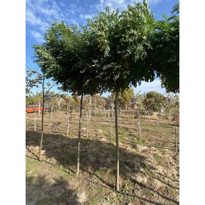 Саджанці купити Робінія псевдоакація (Robinia pseudoacacia) "Umbraculifera" /Stam 160-190 см/НО 11-14 см/  контейнер 90 L