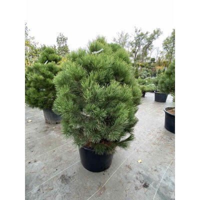 Саджанці купити Сосна пиренейская/ крючковатая (Pinus uncinata) /Н 100-120 см/ ком