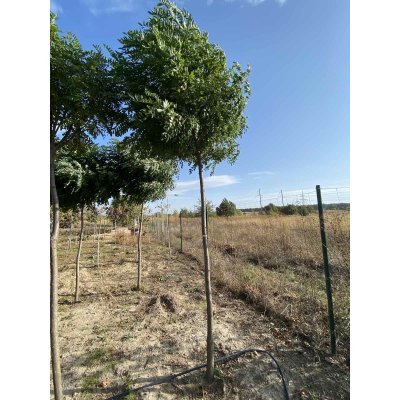 Саджанці купити Робінія псевдоакація (Robinia pseudoacacia) "Umbraculifera" /Stam 160-190 см/НО 11-14 см/  контейнер 90 L