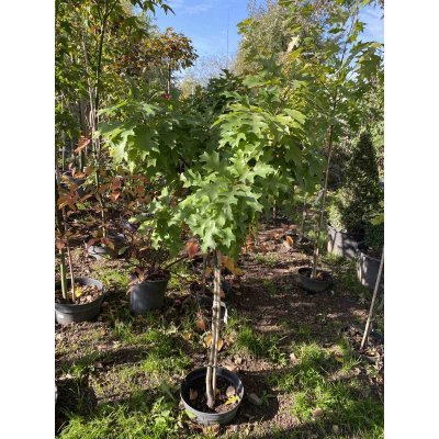 Саджанці купити Дуб болотний (Quercus palustris) "Isabel" /Stam 80-100 см/контейнер С10 L