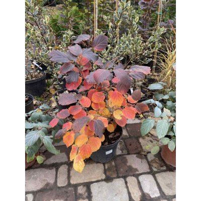 Саджанці купити Фотергіла середня (Fothergilla intermedia) "Red Licorice" /Н 60 см/ контейнер С7 L