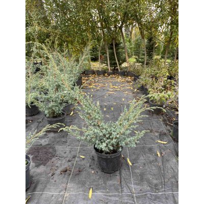 Саджанці купити Ялівець китайський "Блю Альпс"/ Juniperus chinensis "Blue Alps" / контейнер C2 L