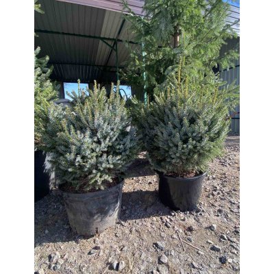 Саджанці купити Ялина сербська (Picea omorika) "Nana" / H 80-90 см / ком
