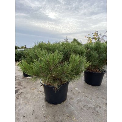 Саджанці купити Сосна густоквіткова (Pinus parviflora) "Umbraculifera"/Н 100-120 см/кому