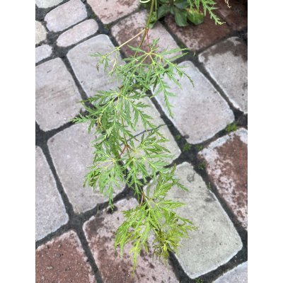 Саджанці купити Клен віяловий (Acer palmatum dissectum) /Н 80 см/контейнер C5 L