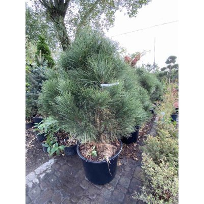 Саджанці купити Сосна чорна (Pinus nigra) "Pyramidalis" / H 100-120 см / ком