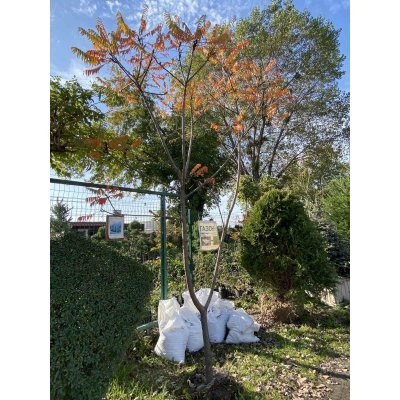 Саджанці купити Сумах оленерогий / Оцтове дерево (Rhus typhina) / Н 250-300 см / ком