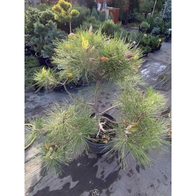 Саджанці купити Сосна густокольорова (Pinus densiflora) "Compacta" Ніваки /H 80хD100 см/контейнер
