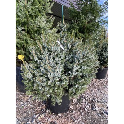 Саджанці купити Ялина сербська (Picea omorika) "Nana" / H 80-90 см / ком