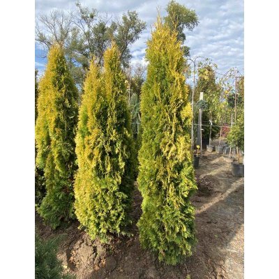 Саджанці купити Туя західна (Thuja occidentalis) "Jantar"/Н 190-200 см/кому
