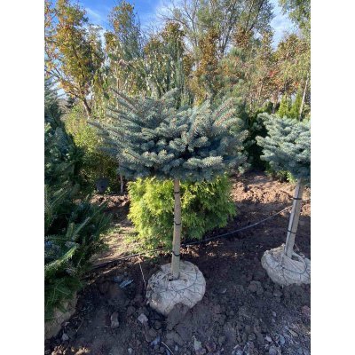 Саджанці купити Ялина колюча (Picea pungens) "Glauca Globosa" /Stam 80-85 см/D 60-80 см/ ком