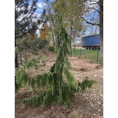 Саджанці купити Кіпарисовик нутканський (Chamaecyparis nootkatensis) "Pendula" /H 220-240 см/ контейнер С25 L