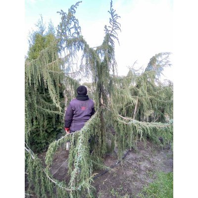 Саджанці купити Ялівець звичайний (Juniperus communis) "Horstman"/H 250 см/АЛЕ 16-18 см/кому