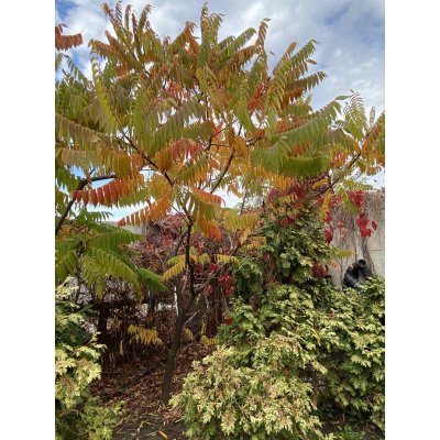 Саджанці купити Сумах оленерогий / Оцтове дерево (Rhus typhina) / Н 250-300 см / ком